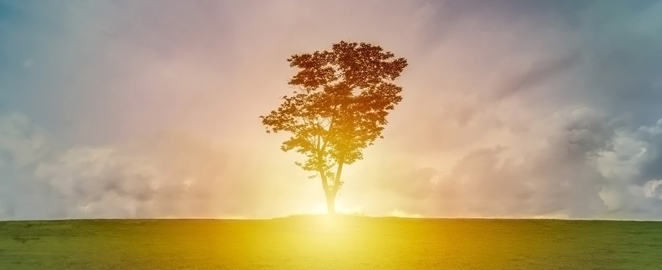 Planter des arbres en hommage à un défunt : une démarche symbolique et écologique