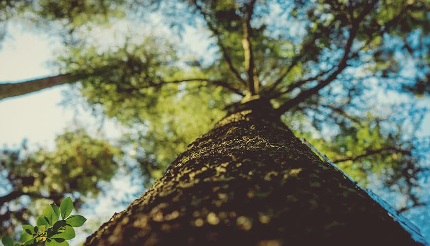 Planter un arbre en hommage à un défunt