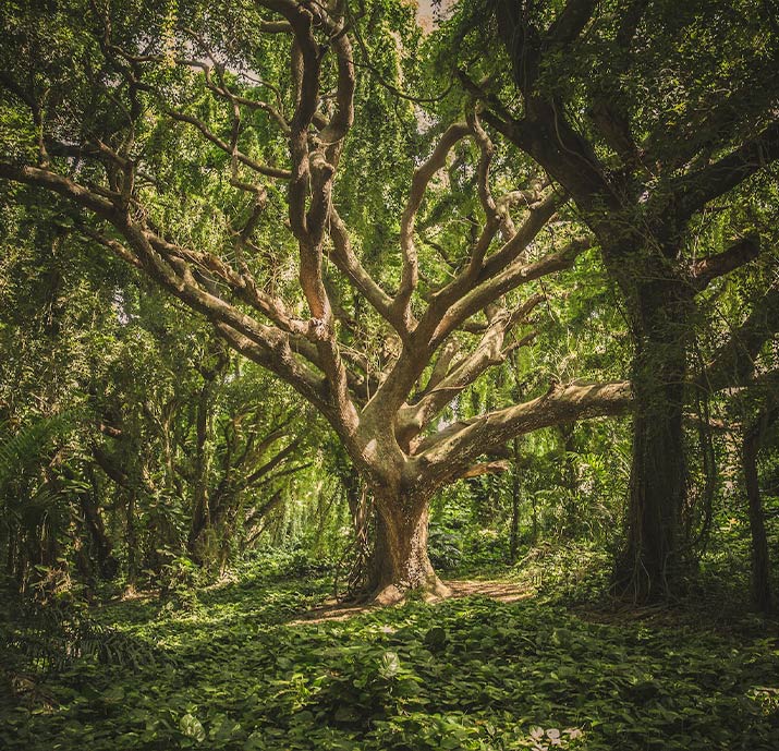 Planter un arbre en hommage à un défunt