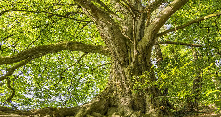 Planter un arbre en hommage à un défunt