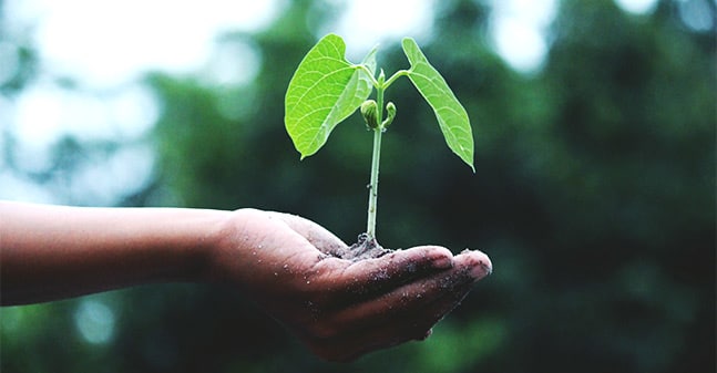 enterrement écologique