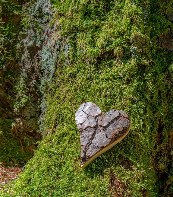 enterrement écologique