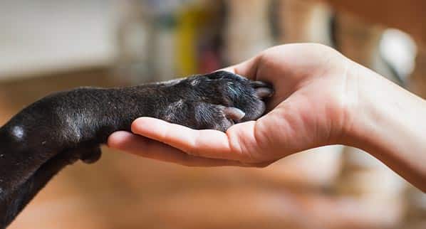 animaux d’assistance