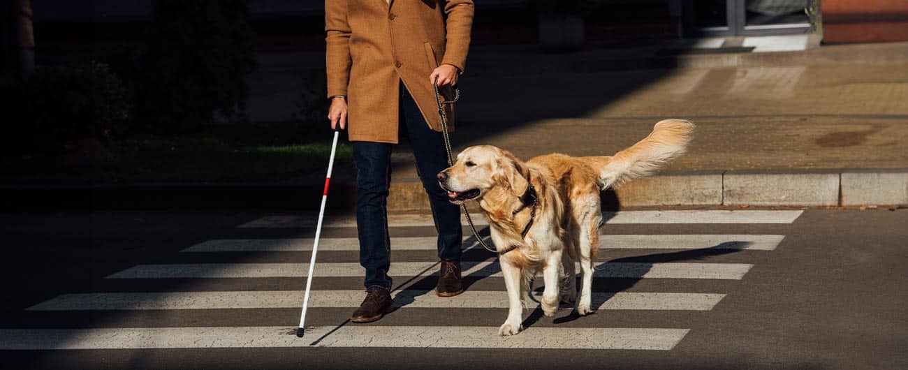 Les bénéfices qu’apportent les animaux d’assistance et en particulier les chiens